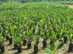 Benue Palm  Plantation